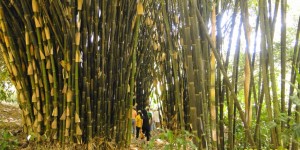 Paraíso del Bambú y la Guadua